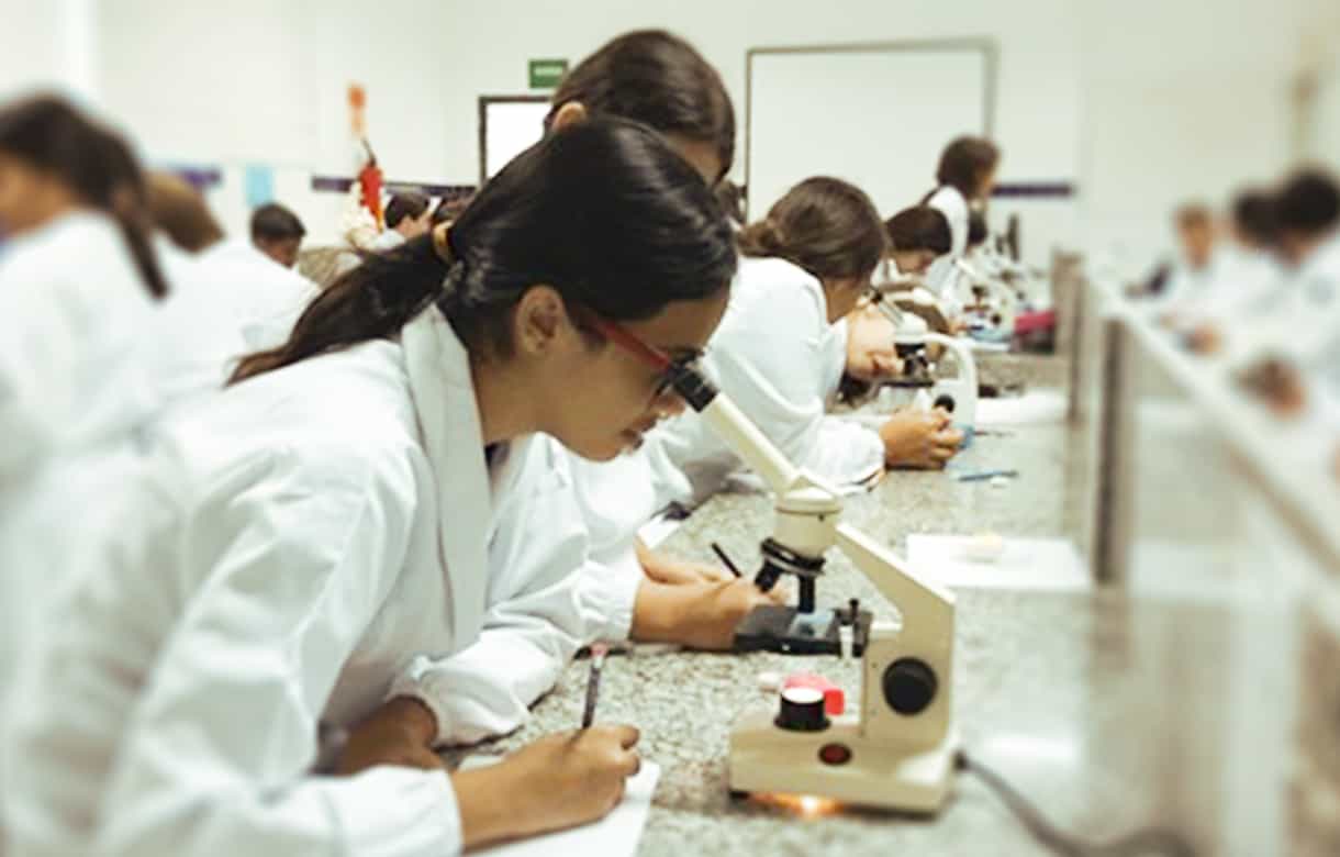 Alunos observam bactérias inofensivas