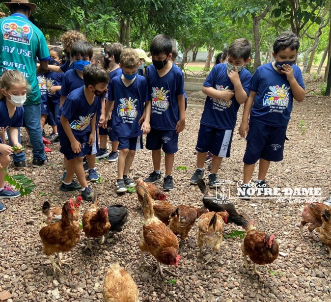 Fazendinha Cocoricó 2021 - 1ºs anos