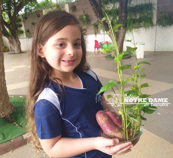  Infantil II A - Projeto "Seres vivos": Plantando batata doce